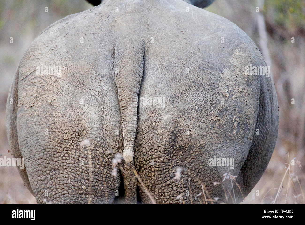 L'arrière d'un rhinocéros blanc Banque D'Images