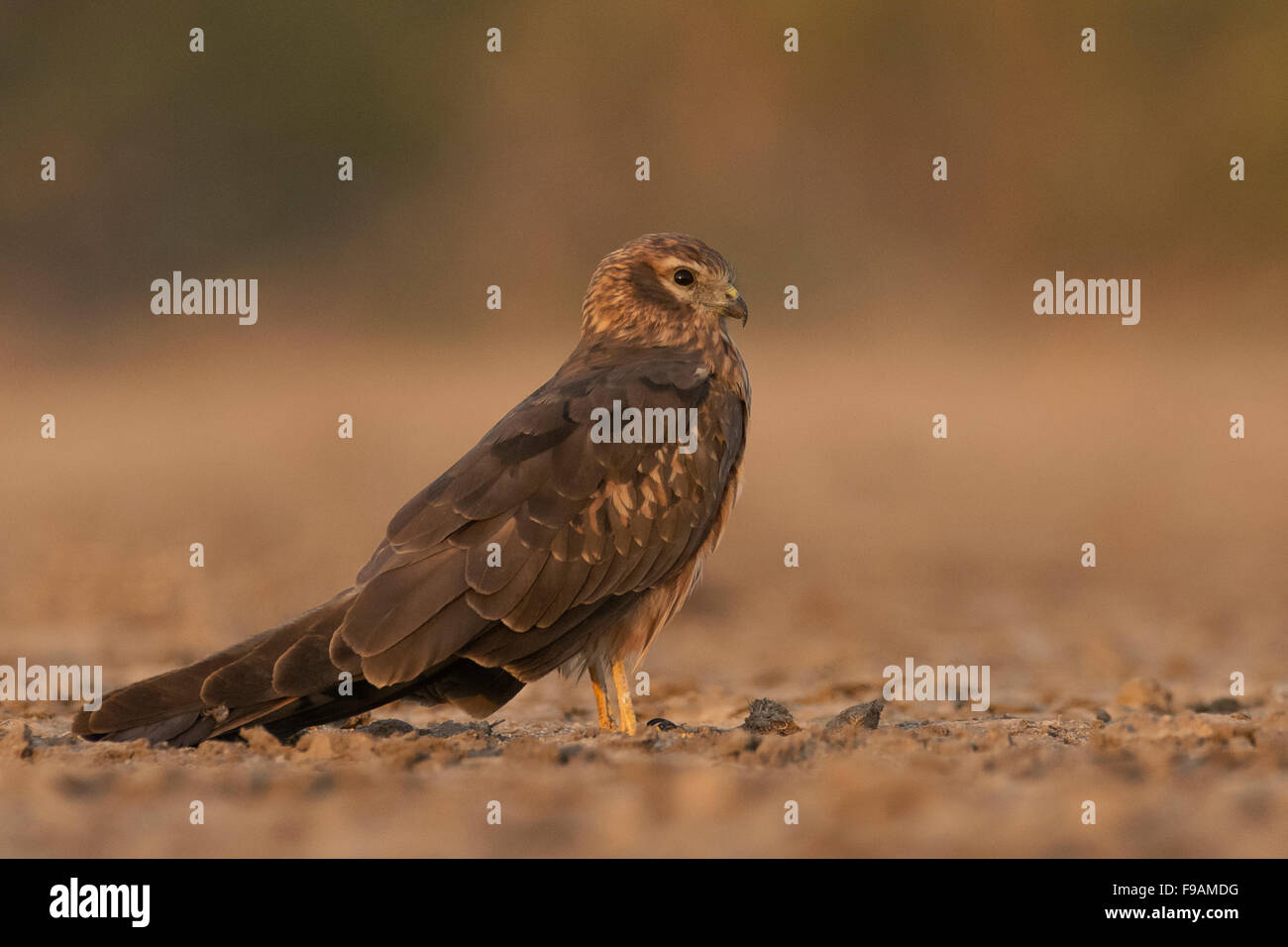 Montagu's harrier femelle (Circus pygargus) sur le sol Banque D'Images Montagu's harrier femelle (Circus pygargus) sur le sol Banque D'Images