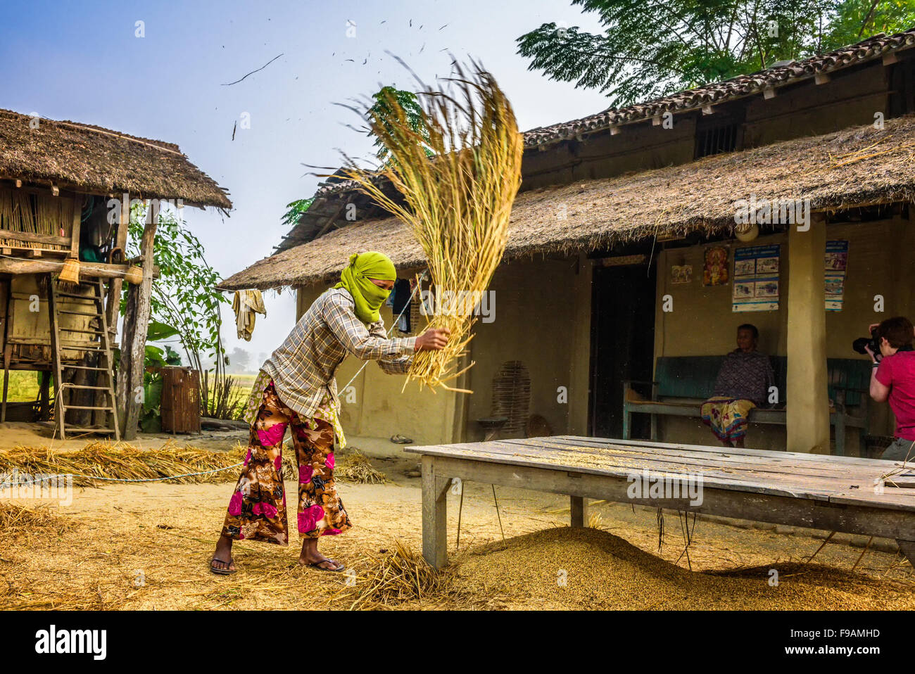 Femme népalaise grain Battage manuellement sur une ferme Banque D'Images