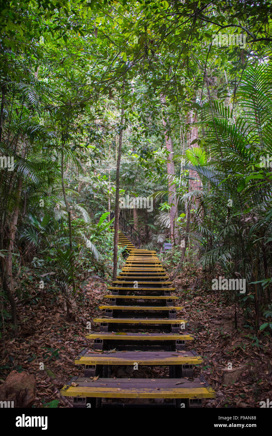 Marches de bois dans la jungle, Kuala Tahan, Taman Negara, Malaisie Banque D'Images