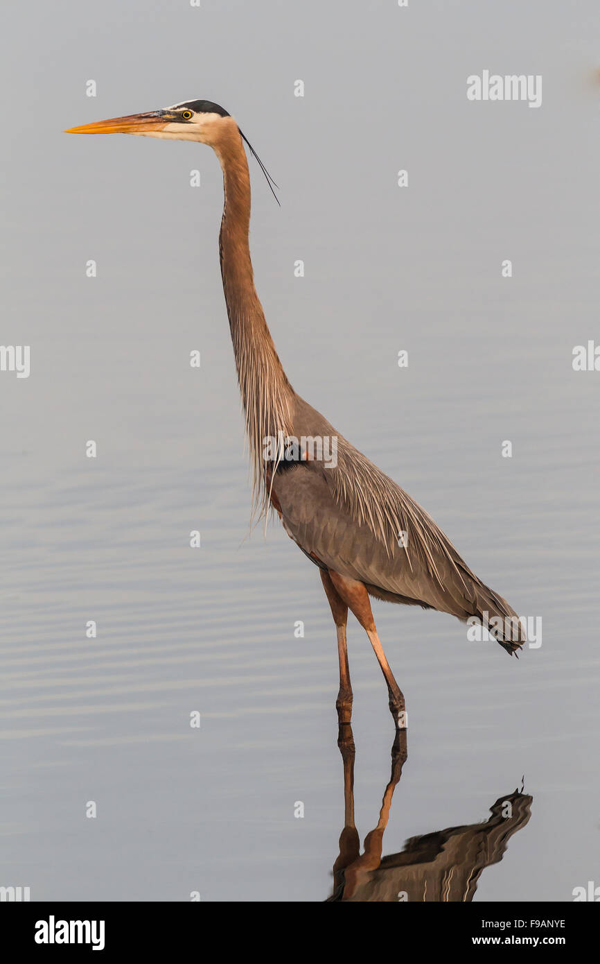 Héron cendré (Ardea cinerea) debout dans l'eau, Fort Myers, Floride, USA Banque D'Images