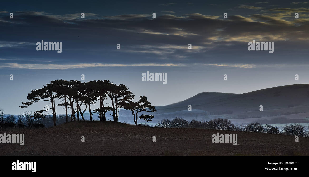 Un bouquet d'arbres de pin sylvestre silhouetté contre la lumière du soleil du matin sur le parc national des South Downs près de Lewes, Iford Banque D'Images Un bouquet d'arbres de pin sylvestre silhouetté contre la lumière du soleil du matin sur le parc national des South Downs près de Lewes, Iford Banque D'Images