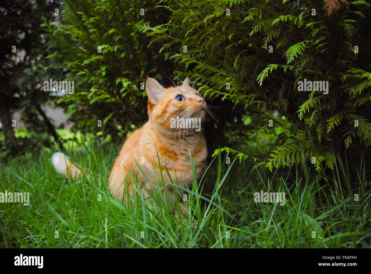 Chat dans l'herbe la chasse au gingembre dans l'Aberdeenshire, en Écosse. Banque D'Images