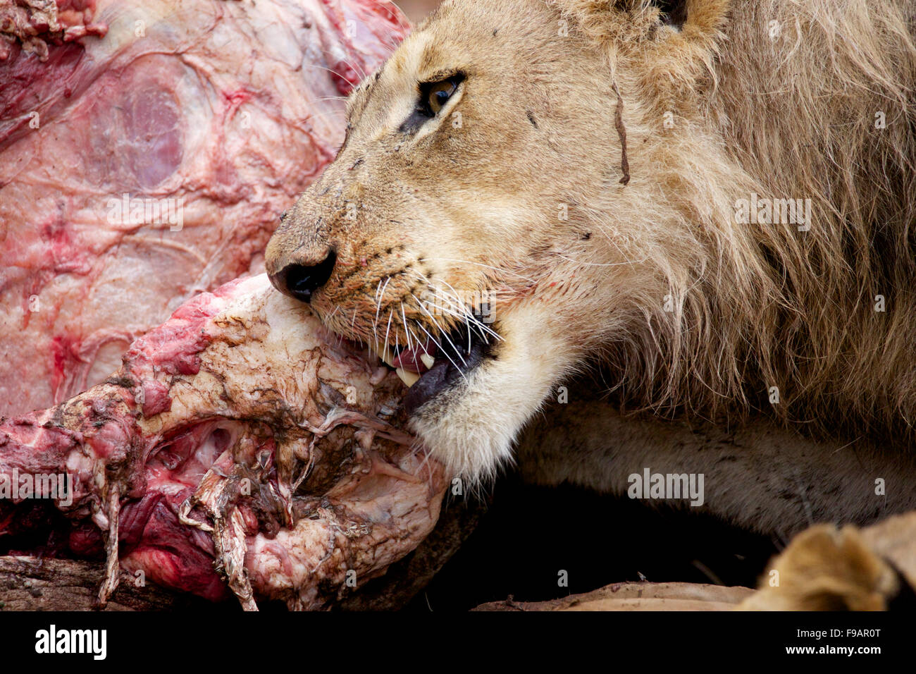 Un jeune homme lion coupant à travers la viande de la carcasse d'un buffle au Grand Parc National Kruger en Afrique du Sud. Banque D'Images