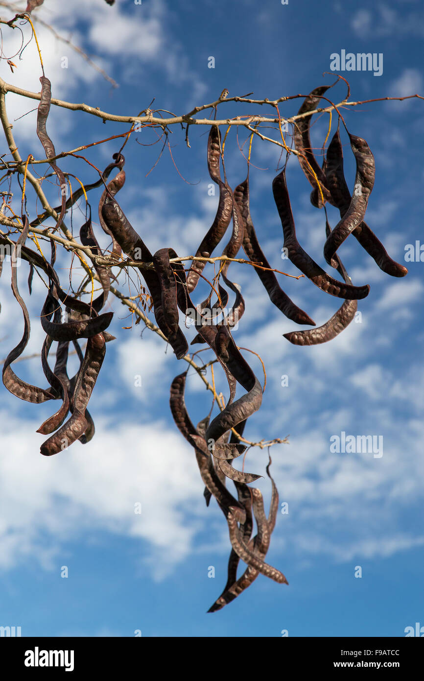 Bouclés, mûres, les gousses de graines noire accrochée à Acacia dans l'Espagne Banque D'Images