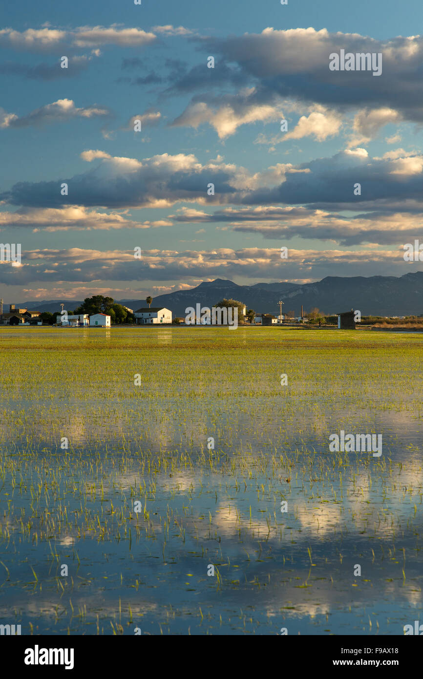 La ville d'El Palmar sur les terres humides d'Albufera parc national au sud de Valence, Espagne - rizières. Banque D'Images