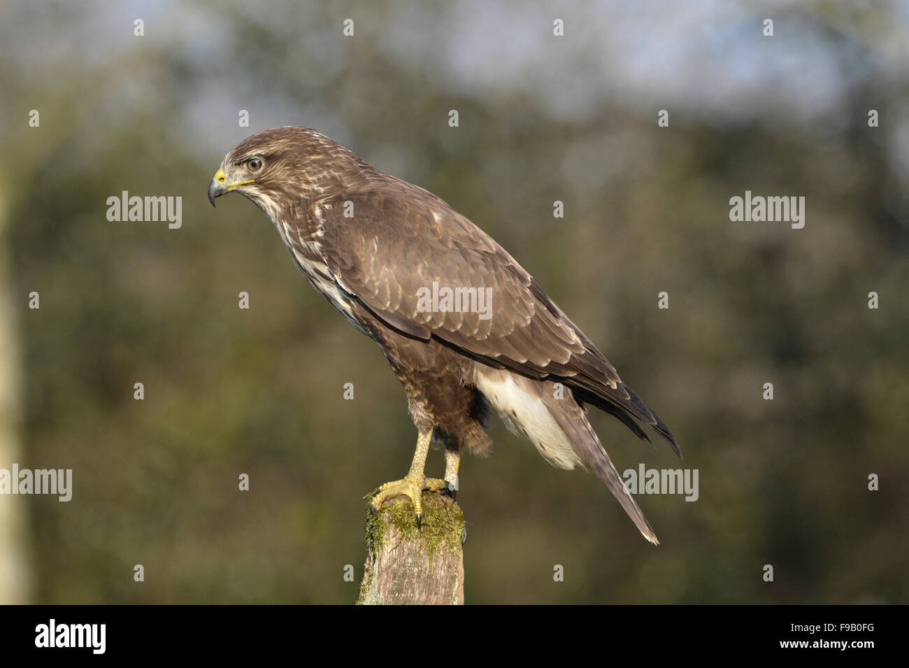Buse variable - Buteo buteo Banque D'Images