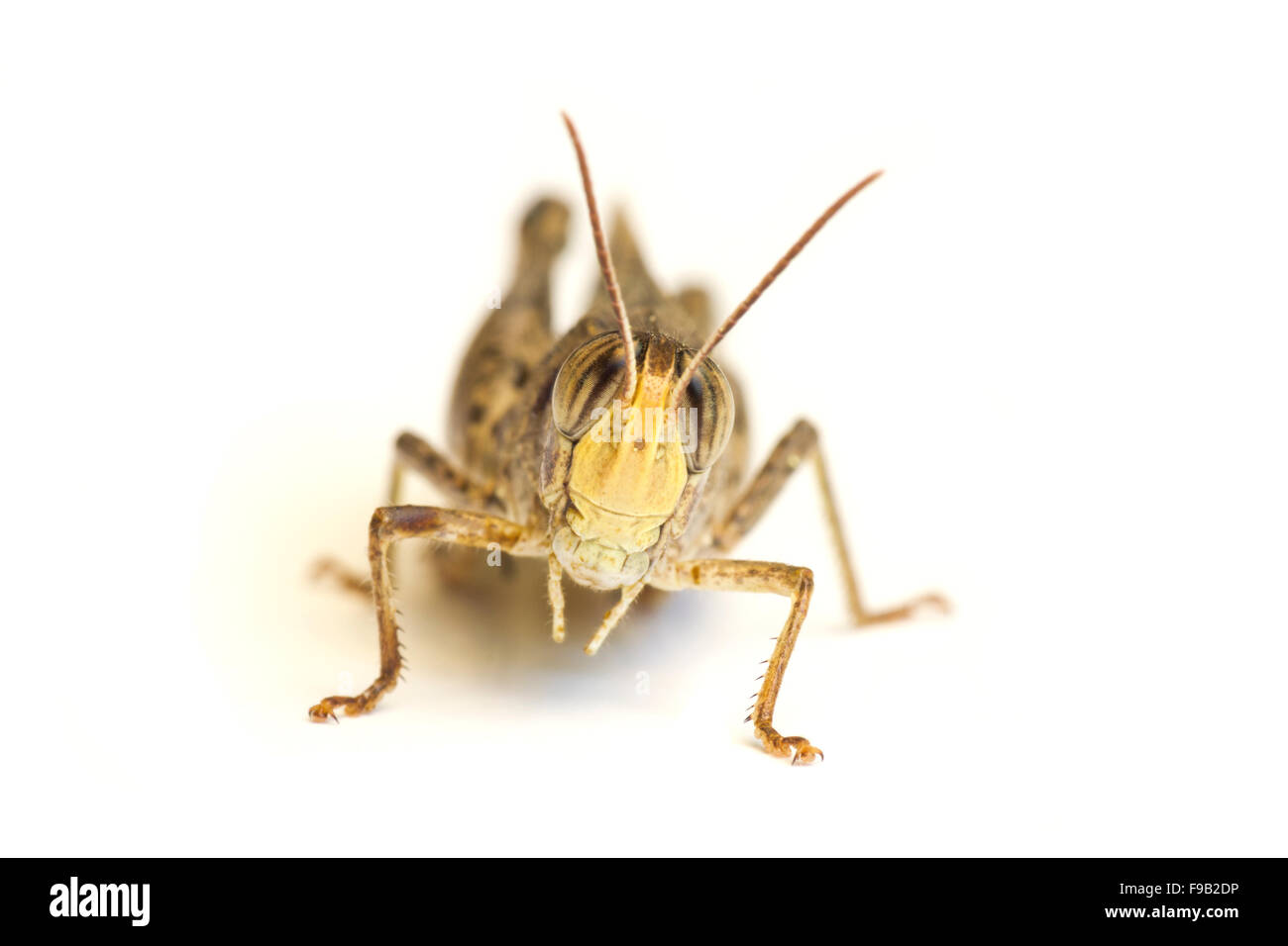 Grasshopper isolé sur fond blanc Banque D'Images