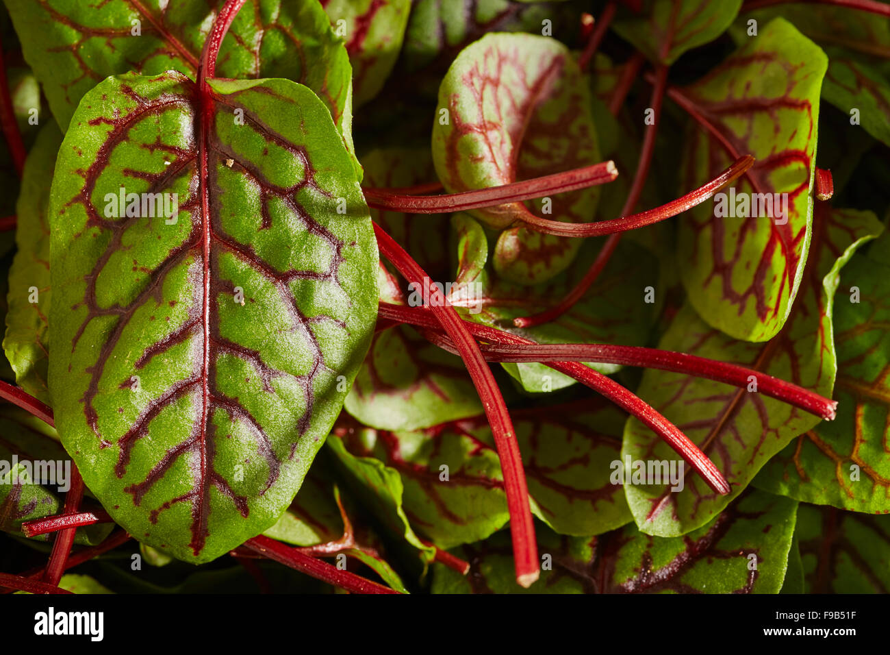 Les feuilles d'oseille bébé douce, un artisan vert salade Banque D'Images