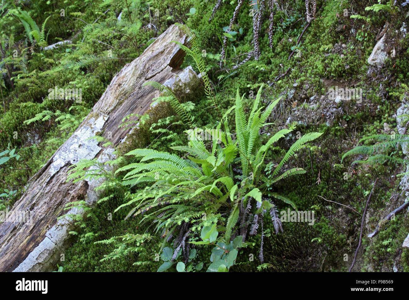 Blechnum ou hard fern poussant sur des pentes dans la forêt de bankside en Alberta Canada Banque D'Images