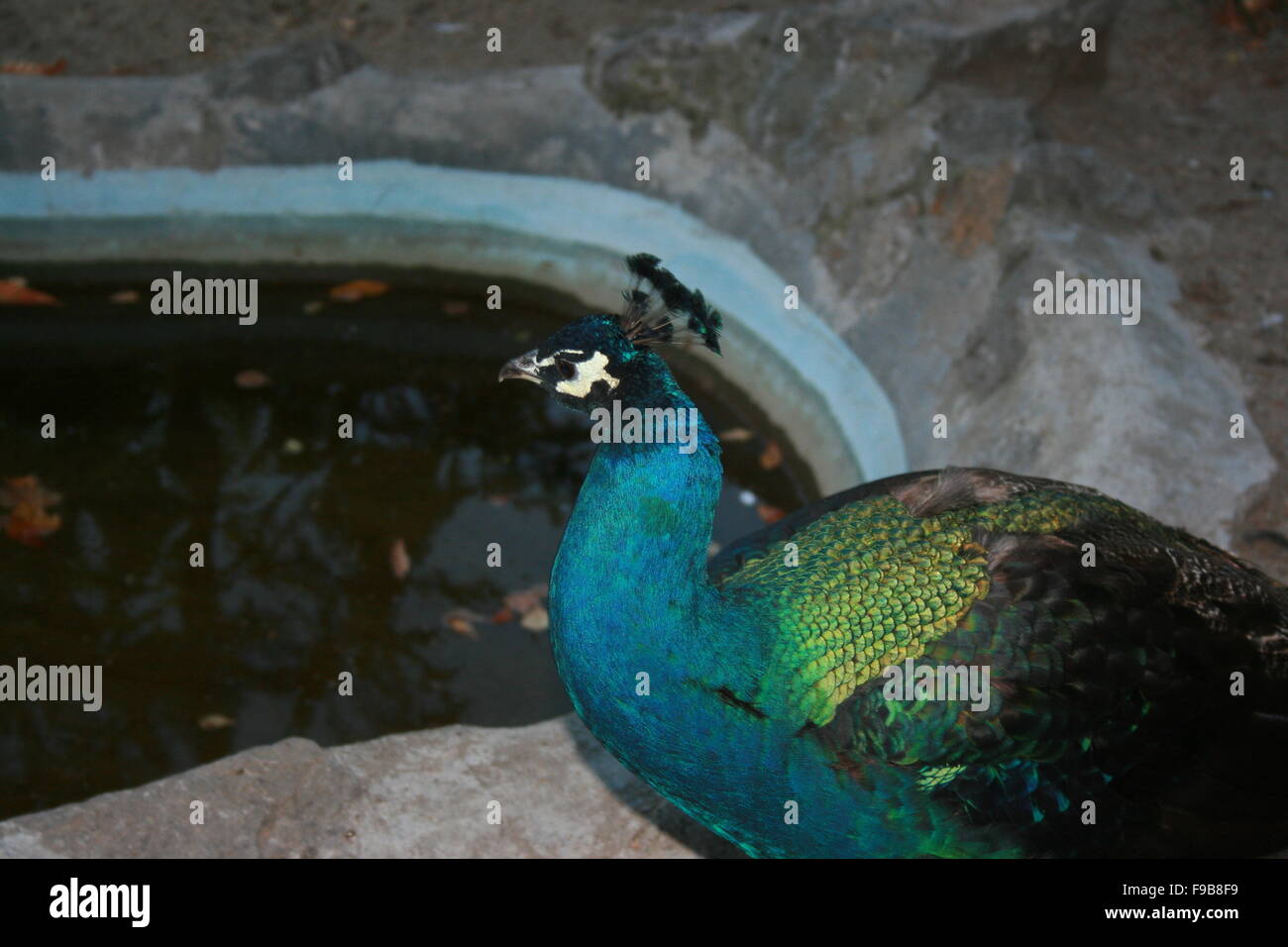 Peacock, feather, ventilateur, l'arrière-plan, oiseau, albino, magnifique, unique, homme, volaille, élégant, cadre, l'élégance, la grippe, roman Banque D'Images