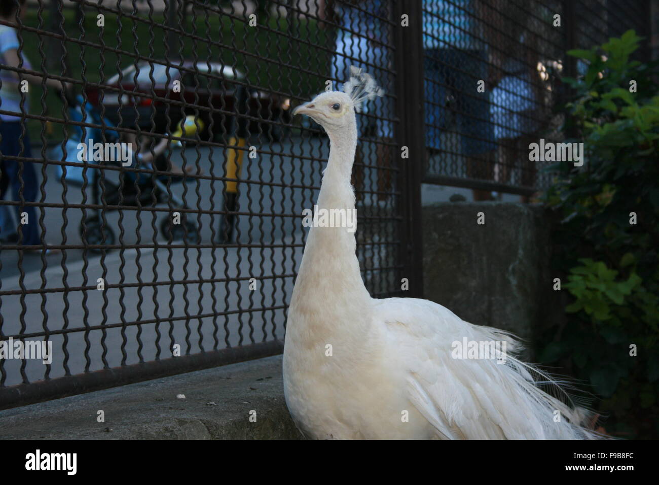 Peacock, blanc, plume, ventilateur, l'arrière-plan, oiseau, albino, magnifique, unique, homme, volaille, élégant, cadre, l'élégance, la grippe, roman Banque D'Images