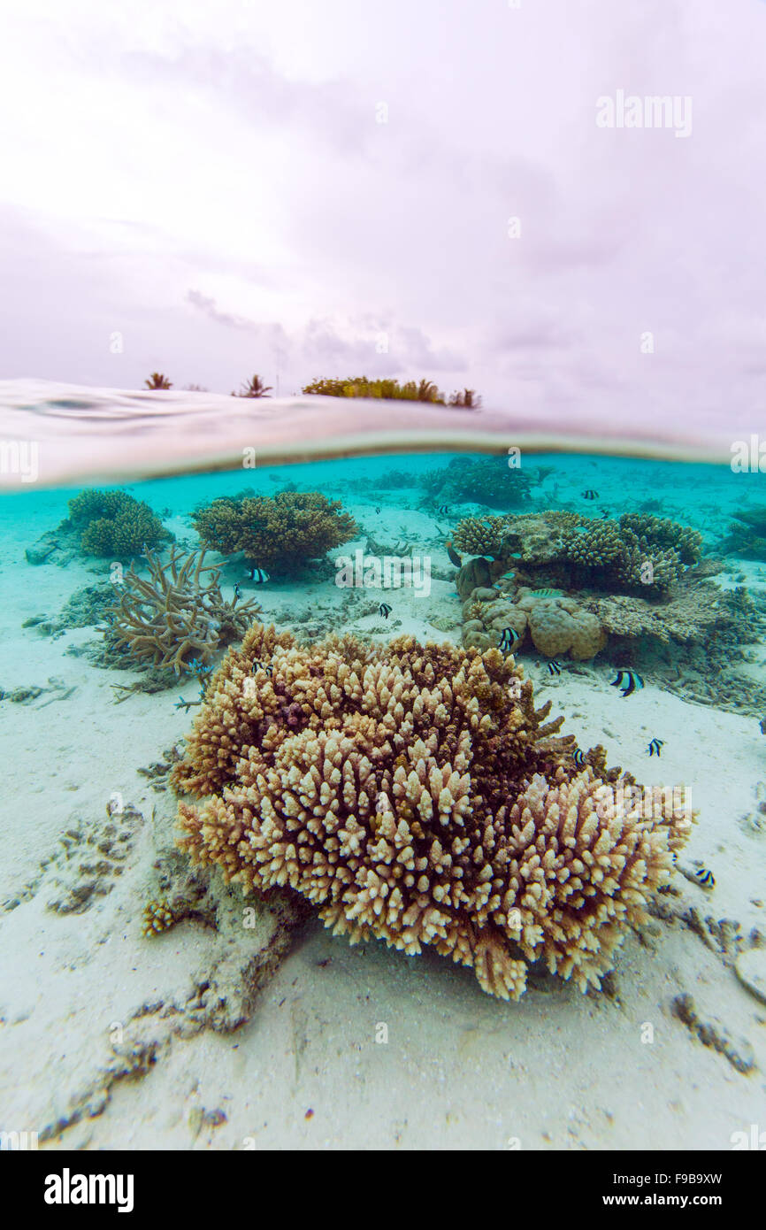 Scène sous-marine semi tropicales de l'île et de corail avec de petits poissons, Maldives Banque D'Images