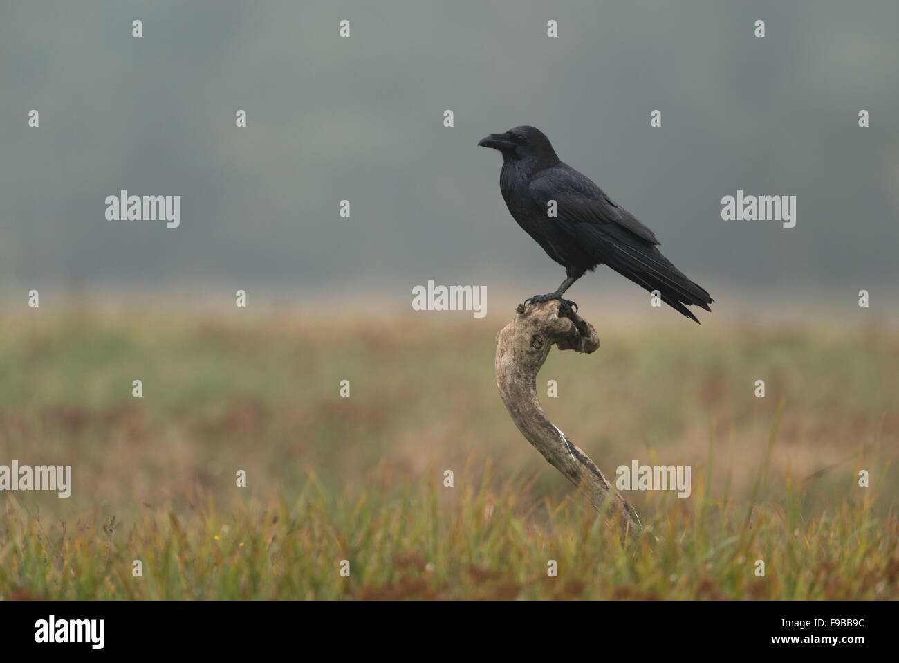 Grand Corbeau Corvus corax / Kolkrabe ( ) perché sur un bâton en bois au-dessus de prairies ouvertes de couleur d'automne, brumeux matin. Banque D'Images