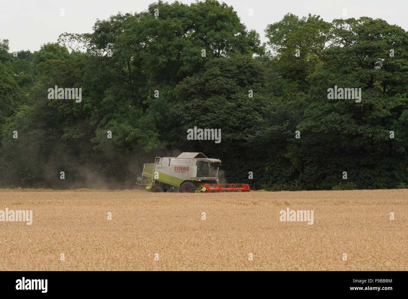 Ferme agricole (machine puissante moissonneuse-batteuse Claas) travaillant dans le champ de blé mûr coupe récolte du grain à la récolte - North Yorkshire, England UK. Banque D'Images