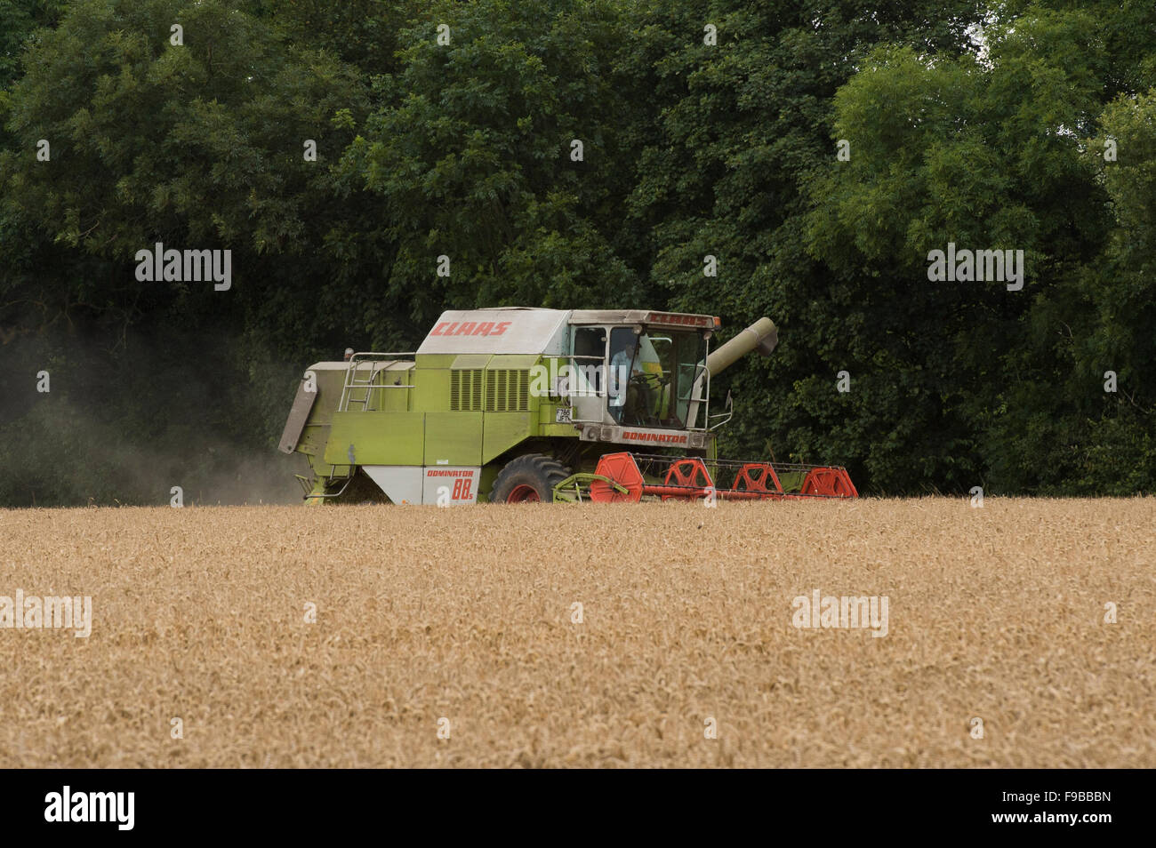 Ferme agricole (machine puissante moissonneuse-batteuse Claas) travaillant dans le champ de blé mûr coupe récolte du grain à la récolte - North Yorkshire, England UK. Banque D'Images