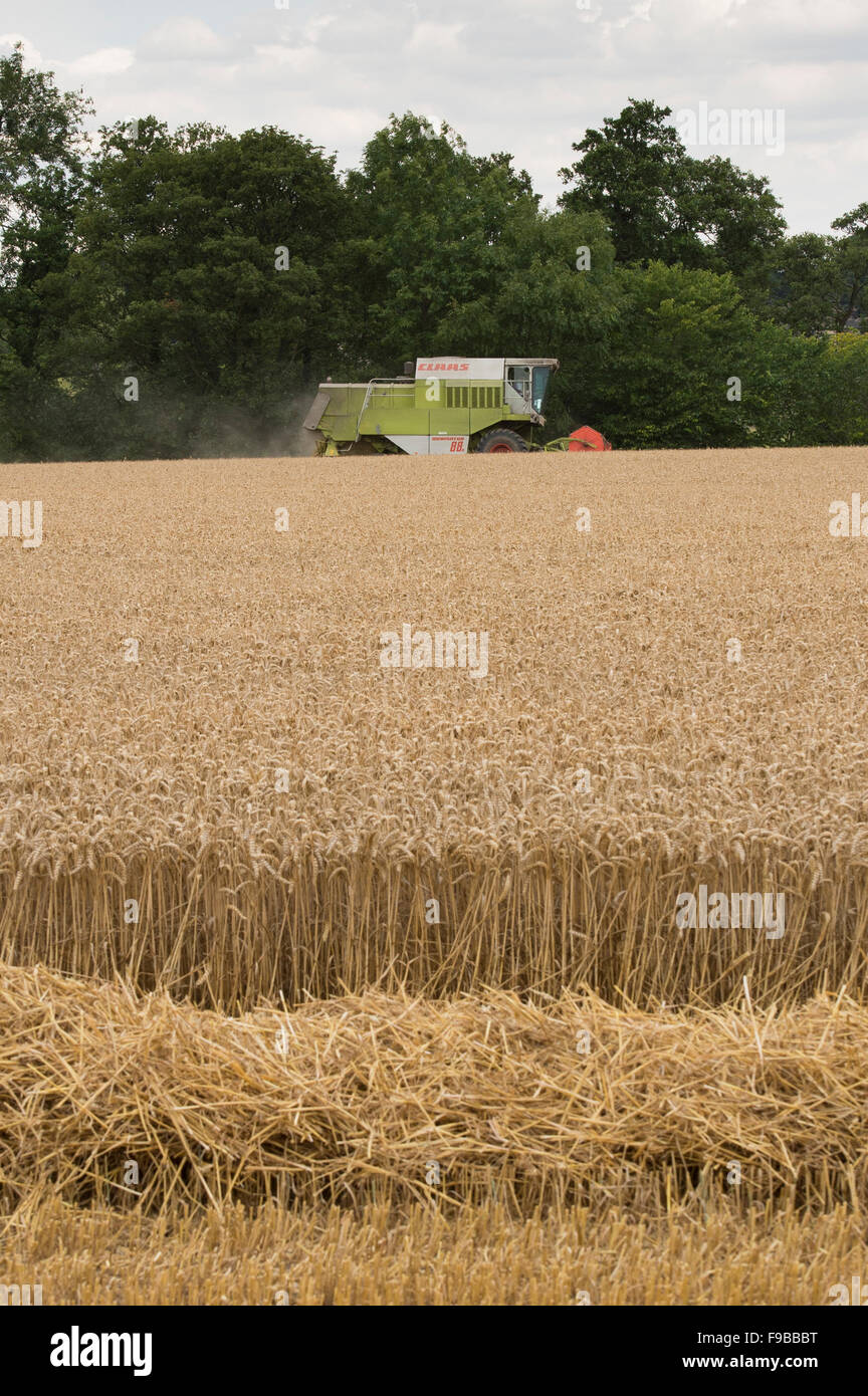 Ferme agricole (machine puissante moissonneuse-batteuse Claas) travaillant dans le champ de blé mûr coupe récolte du grain à la récolte - North Yorkshire, England UK. Banque D'Images