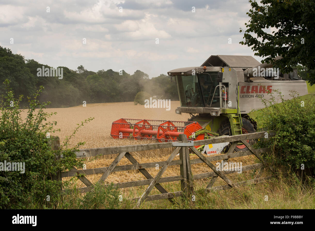Ferme agricole (machine puissante moissonneuse-batteuse Claas) travaillant dans le champ de blé mûr coupe récolte du grain à la récolte - North Yorkshire, England UK. Banque D'Images