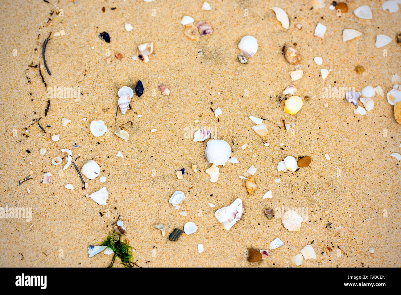 Sea Shell sur le fond de sable de plage. Banque D'Images