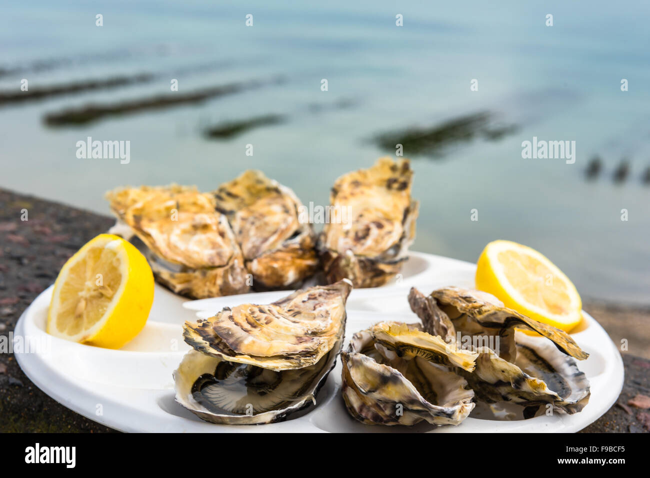 Une demi-douzaine d'huîtres avec un citron sur une plaque en plastique de manger à l'extérieur près de la mer Banque D'Images