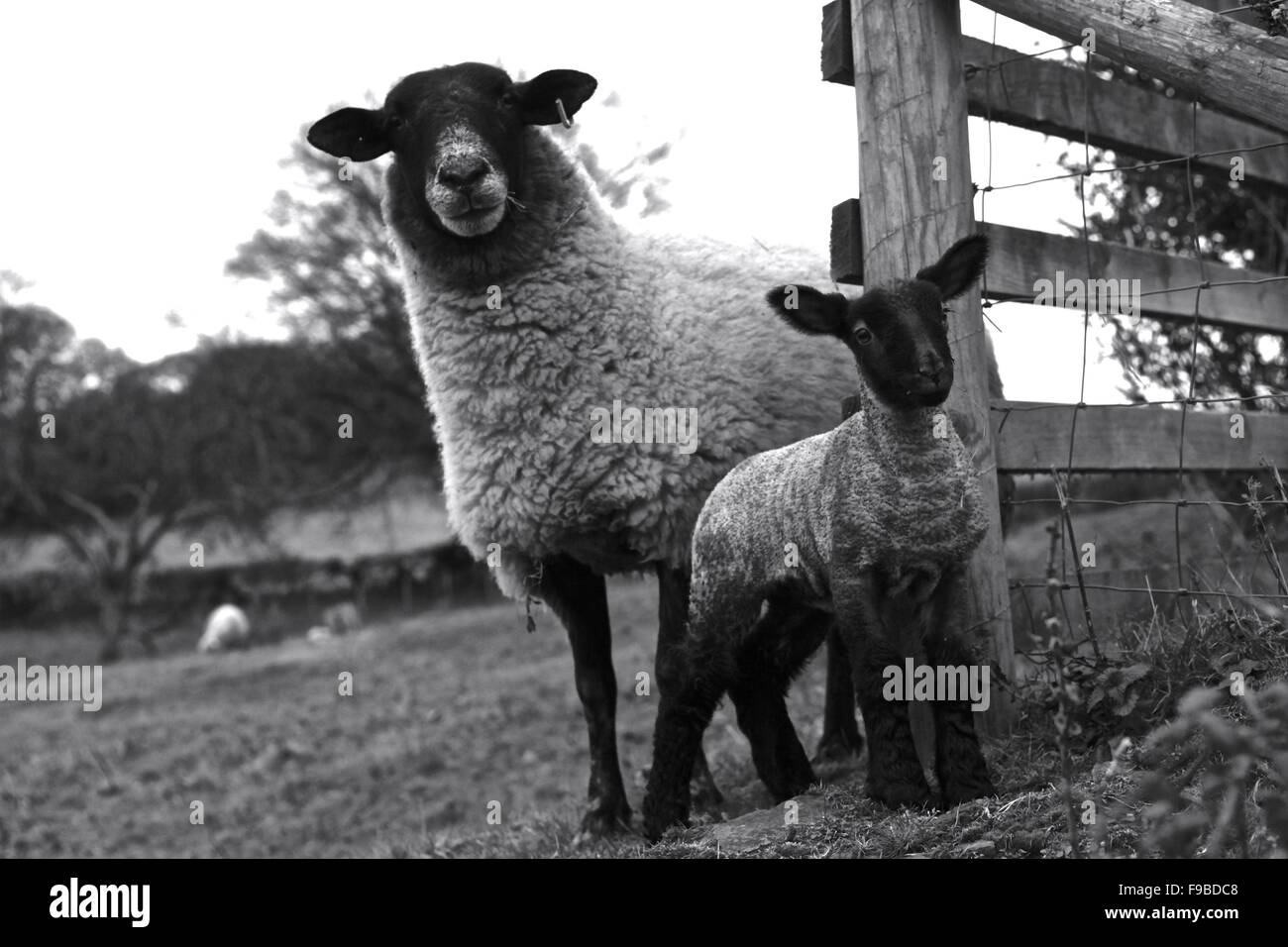 Mère mouton et agneau. Banque D'Images