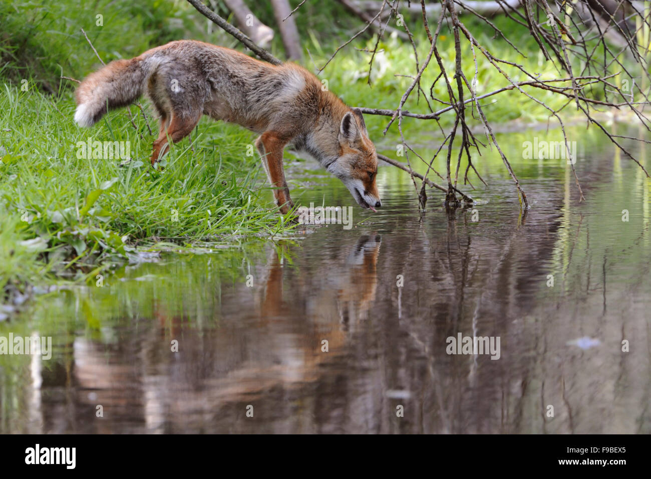 Red Fox / Rotfuchs ( Vulpes vulpes ) boissons hors d'un plan d'eau naturel. Banque D'Images