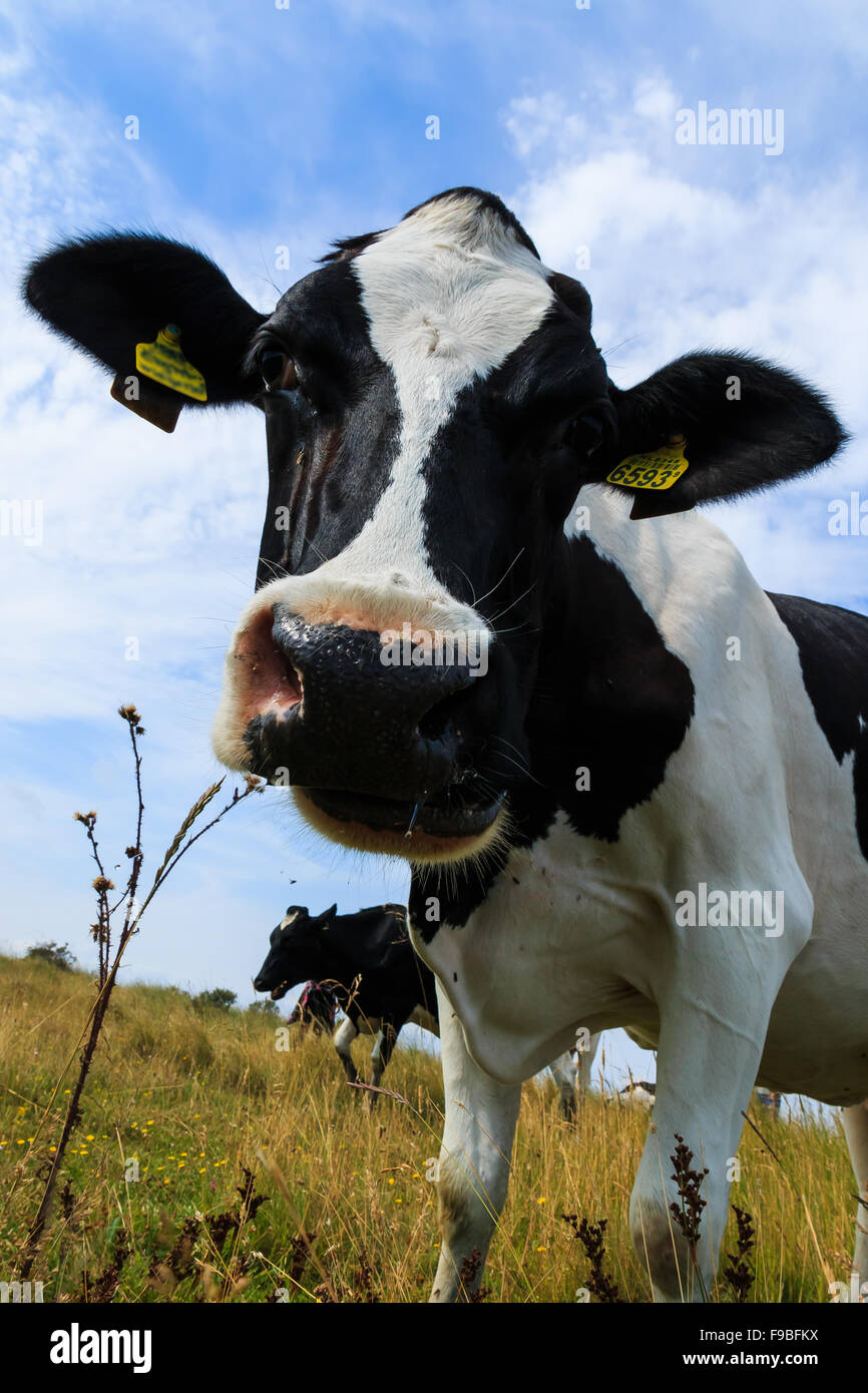 Curieux Holstein vache frisonne close-up dans le champ. Banque D'Images