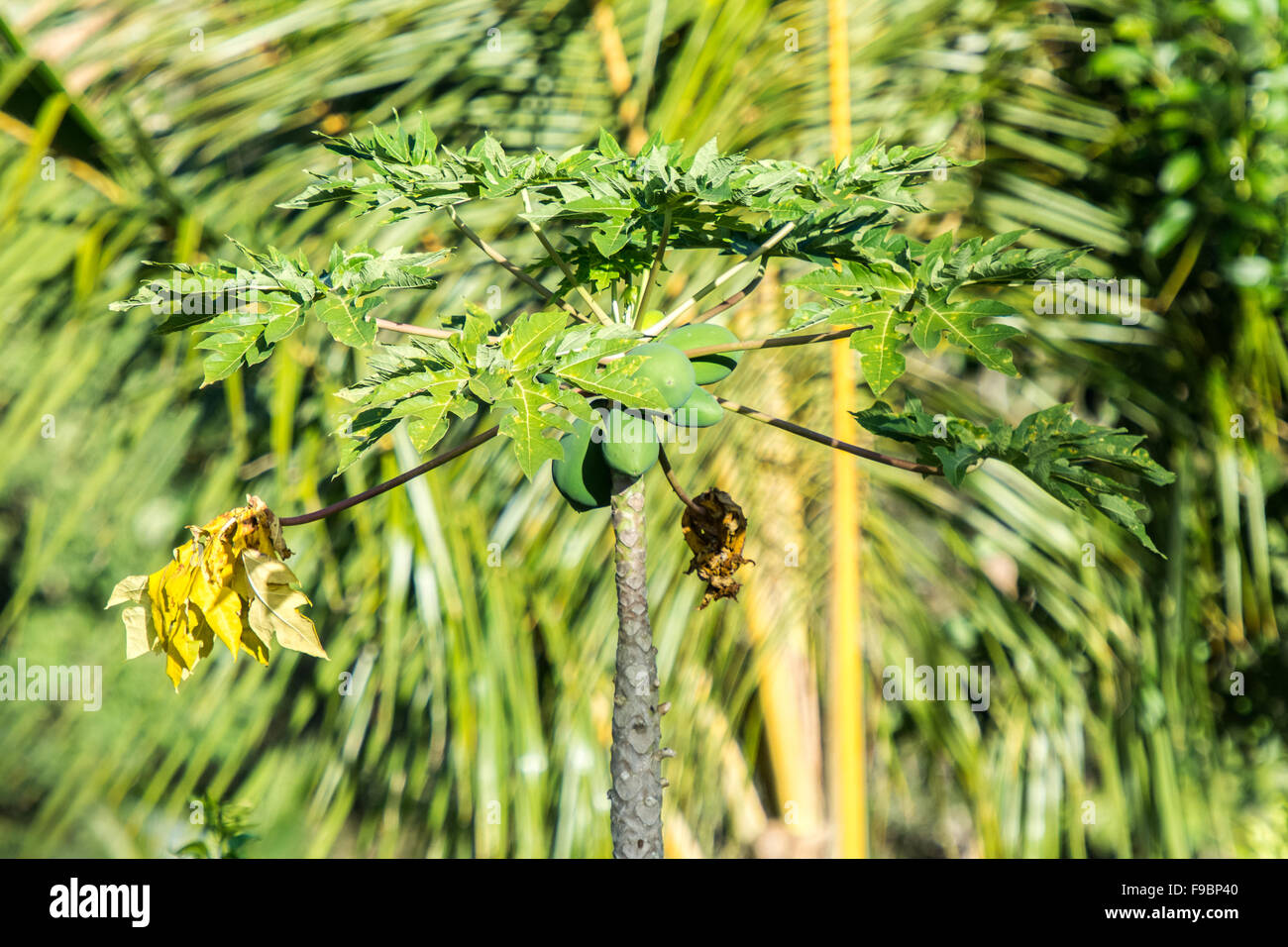 La papaye ou la papaye (Carica papaya) arbre vert avec des papayes contre une jungle au Pérou Banque D'Images