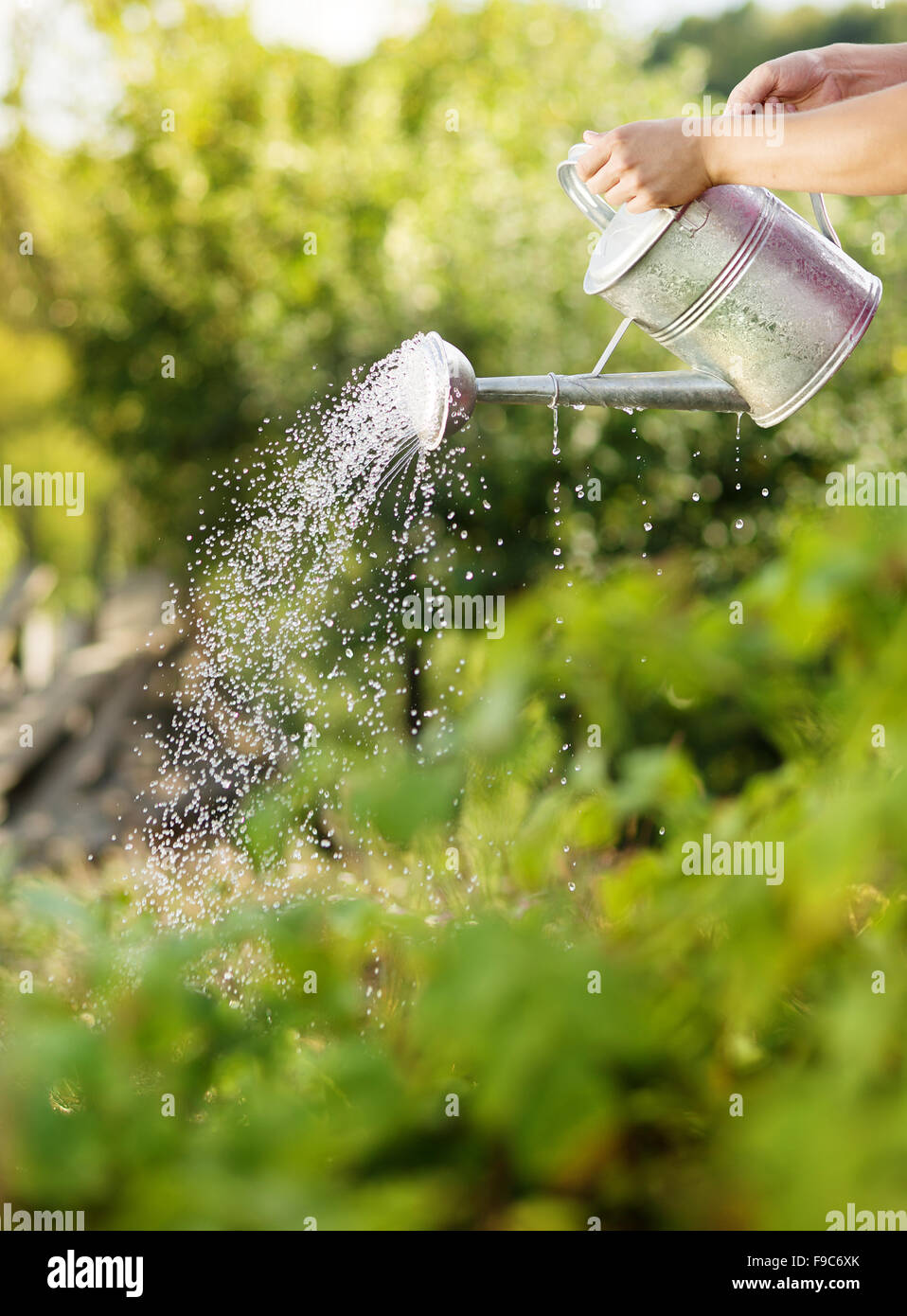 Jeune homme jardinier est d'arroser les plantes de jardin Banque D'Images
