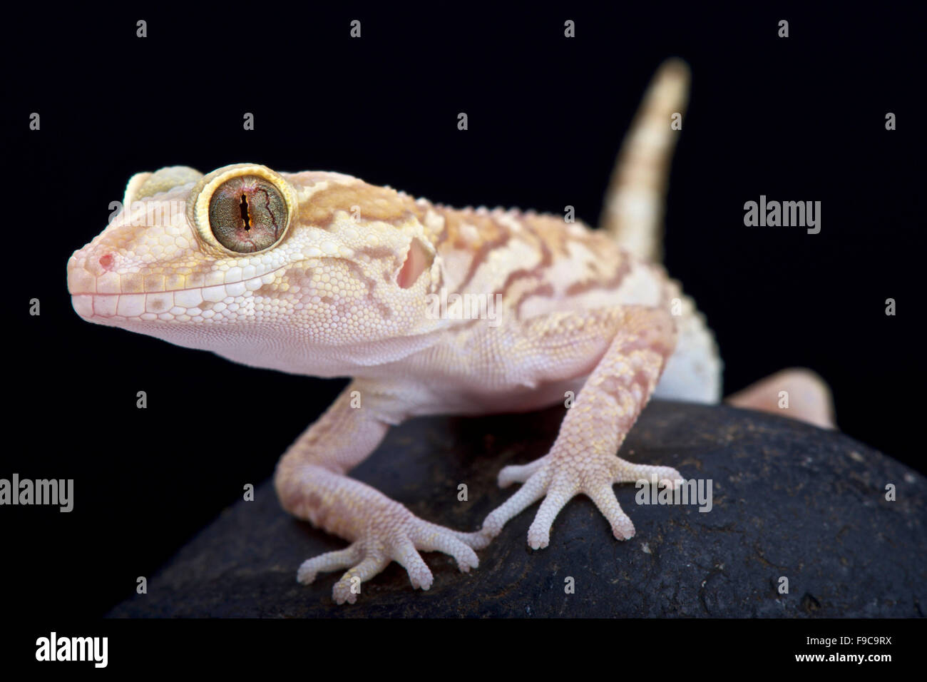 L'Ocelot (Paroedura pictus) gecko Banque D'Images