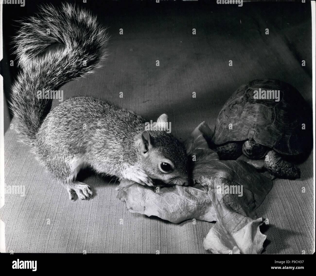 1964 - Babe Des Bois : Lorsque 10 ans Stephine Blondell a trouvé un bébé écureuil dans Highgate Woods la RSPCA étaient pessimistes quant à savoir si Winky, le chat de la famille qui venait de donner naissance à des chatons, il consentirait à le prendre dans sa famille comme un de ses propres, et l'alimenter. Ils avaient tort car il s'est avéré que plus d'amour pas de baignoire chat que Winky, et maintenant Sammy le Polatouche est bel et bien l'un des volets féline. Photo montre Tommy la tortue n'est pas exactement un autre membre de la famille, mais lorsqu'il se sent assez audacieux pour sortir de sa coquille, il participe souvent à Sammy dans un repas succulent de lett Banque D'Images