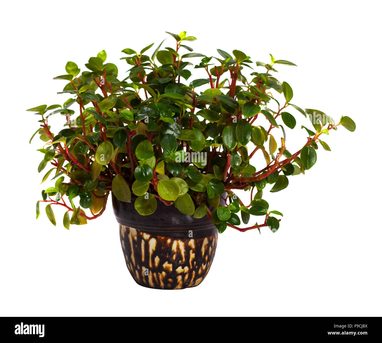 Peperomia obtusifolia en pot. Isolé sur fond blanc Banque D'Images