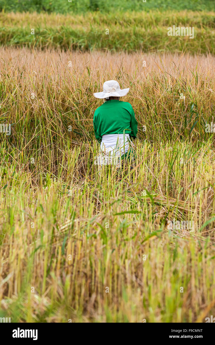 Au coeur de la journée, un groupe de travail de l'homme sur le champ de riz Banque D'Images