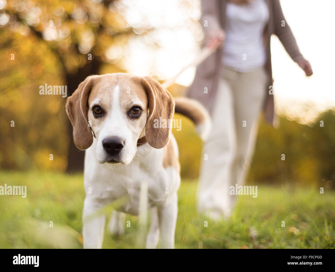 Senior woman promener son chien beagle en campagne Banque D'Images