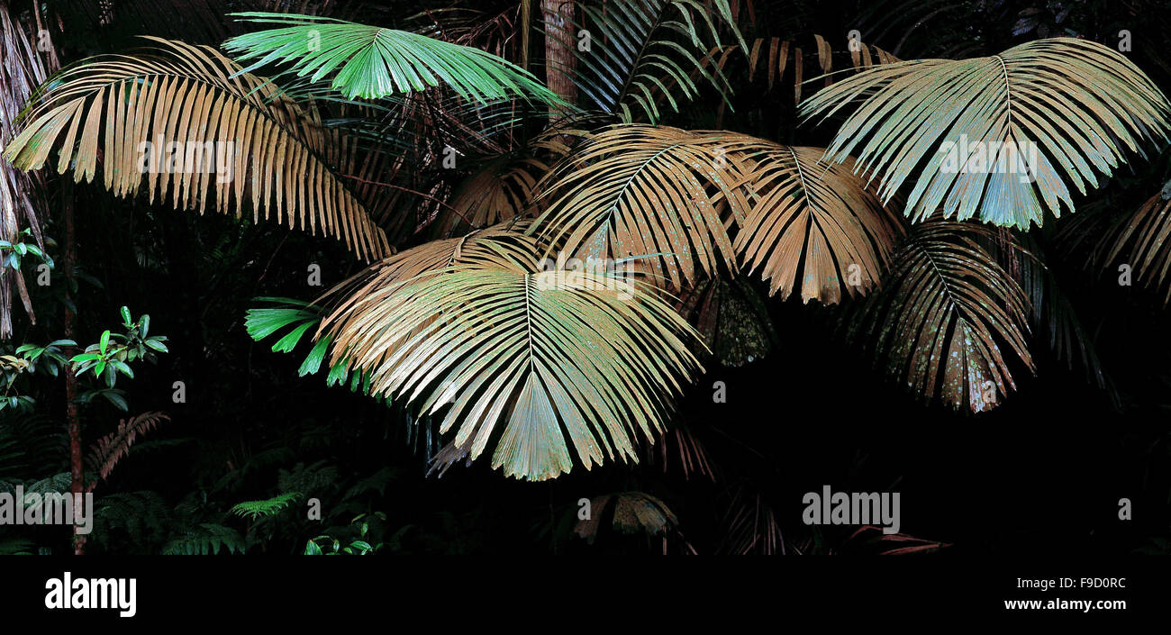 Feuilles de palmier dans les forêts tropicales sèches, la péninsule malaise Banque D'Images