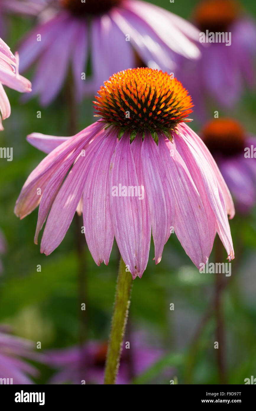 Pourpre, rudbeckie pourpre, Roter Sonnenhut, Purpur-Sonnenhut, Rudbeckia purpurea, Echinacea purpurea, Brauneria purpurea Banque D'Images