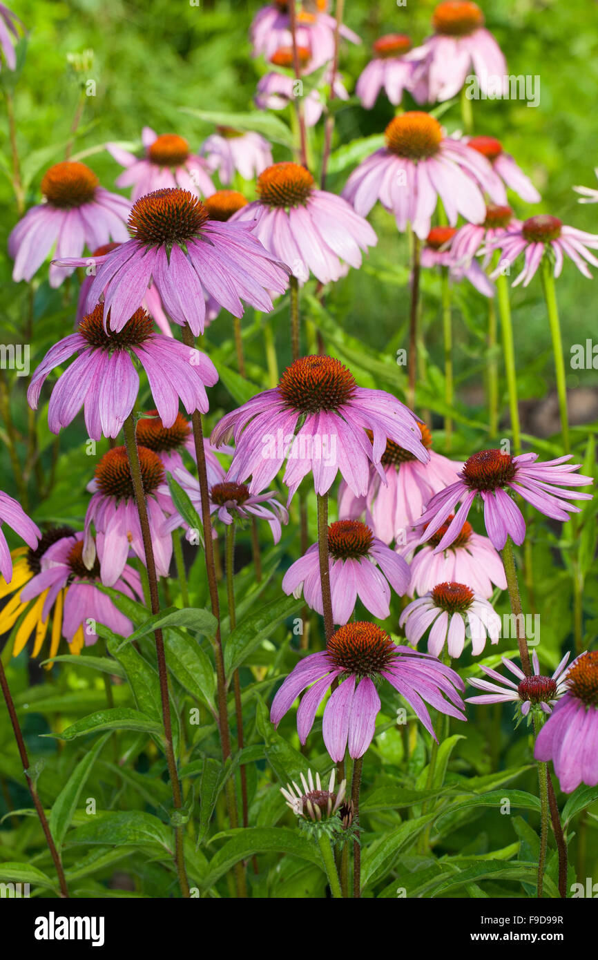 Pourpre, rudbeckie pourpre, Roter Sonnenhut, Purpur-Sonnenhut, Rudbeckia purpurea, Echinacea purpurea, Brauneria purpurea Banque D'Images