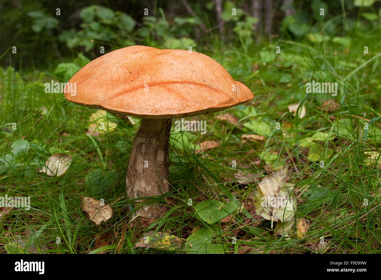 Scaberstalk, bouleau orange bolet, Birken-Rotkappe Heide-Rotkappe Birkenrotkappe,,, Le guide des versipelle testaceoscabrum le Leccinum, Banque D'Images