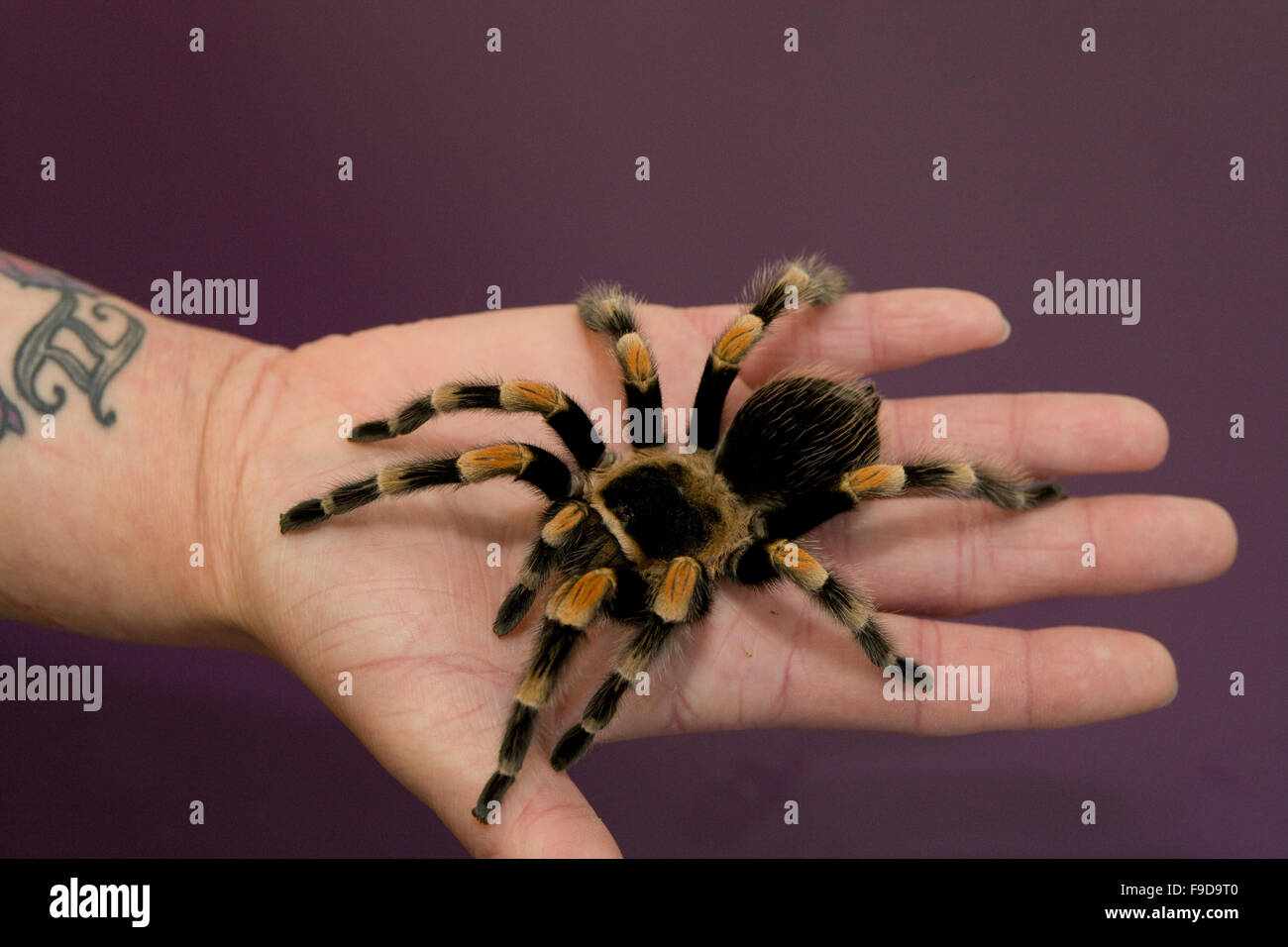 Redknee Mexican tarantula spider Banque D'Images