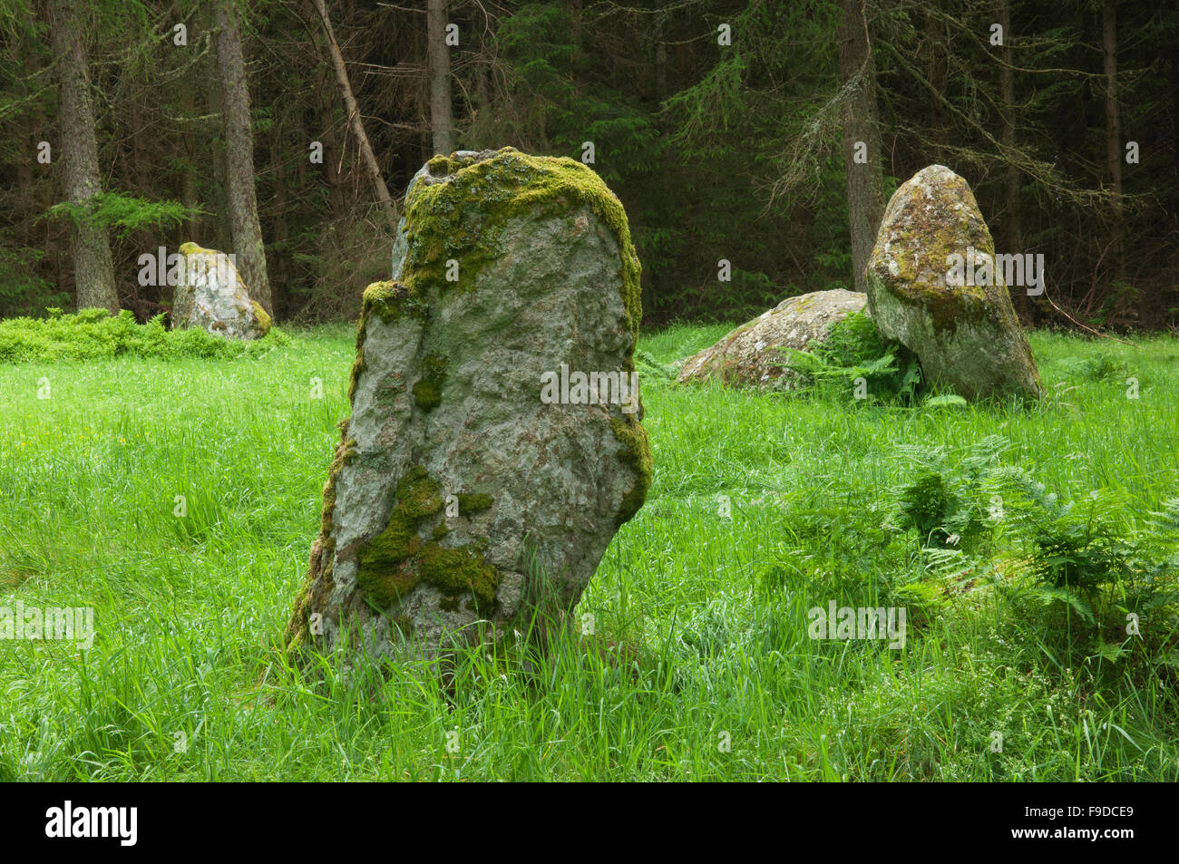 Neuf Stanes - près de Banchory, Aberdeenshire, Ecosse. Banque D'Images