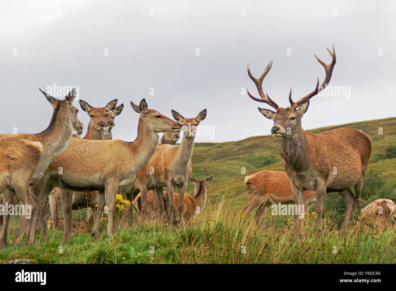 Red Deer stag avec hinds Banque D'Images