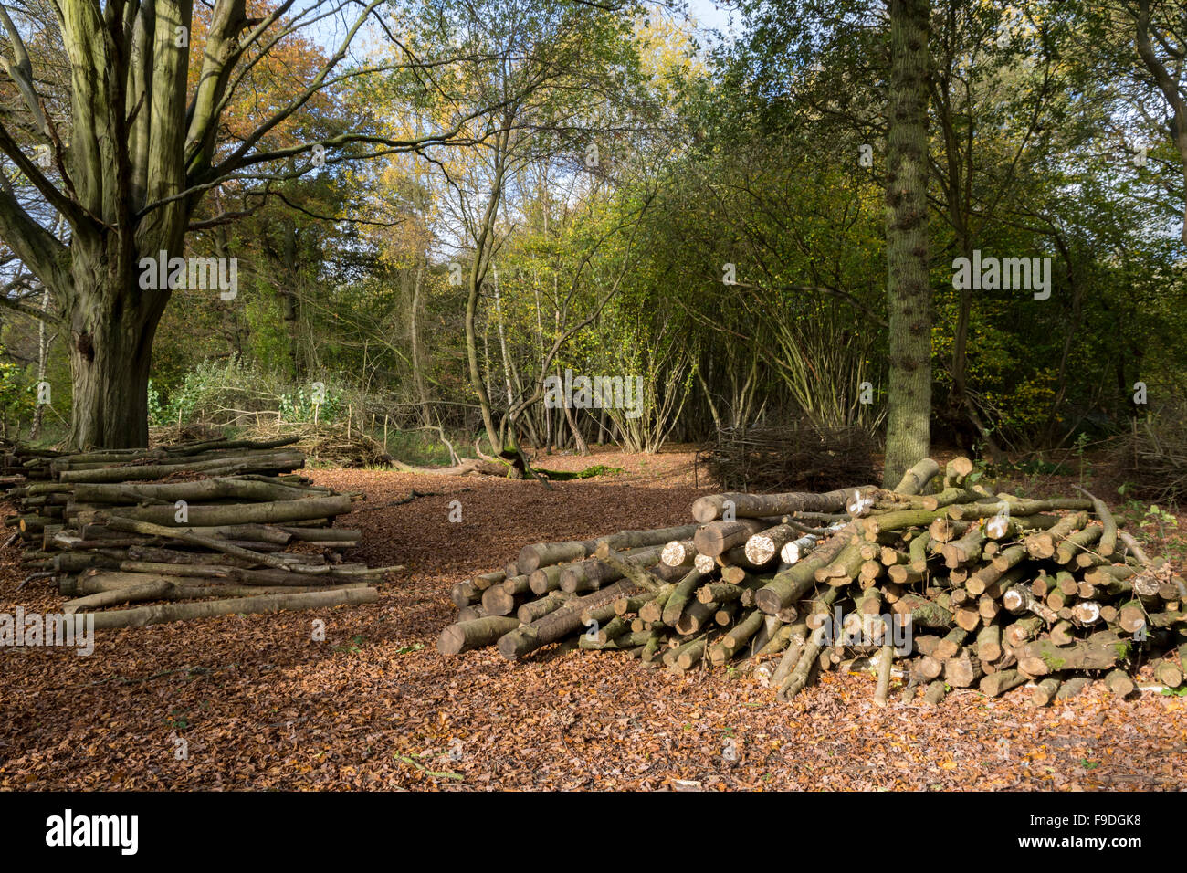Dans l'exploitation forestière des bois gérés Banque D'Images Dans l'exploitation forestière des bois gérés Banque D'Images