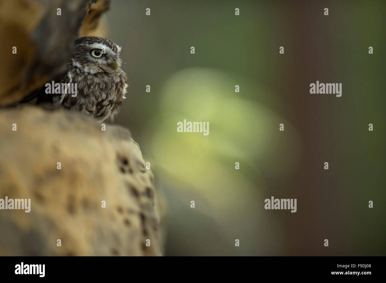 Adulte Minervas Owl / Little Owl / Steinkauz ( Athene noctua ) se trouve caché dans une crevasse rocheuse, la faune, l'Europe. Banque D'Images