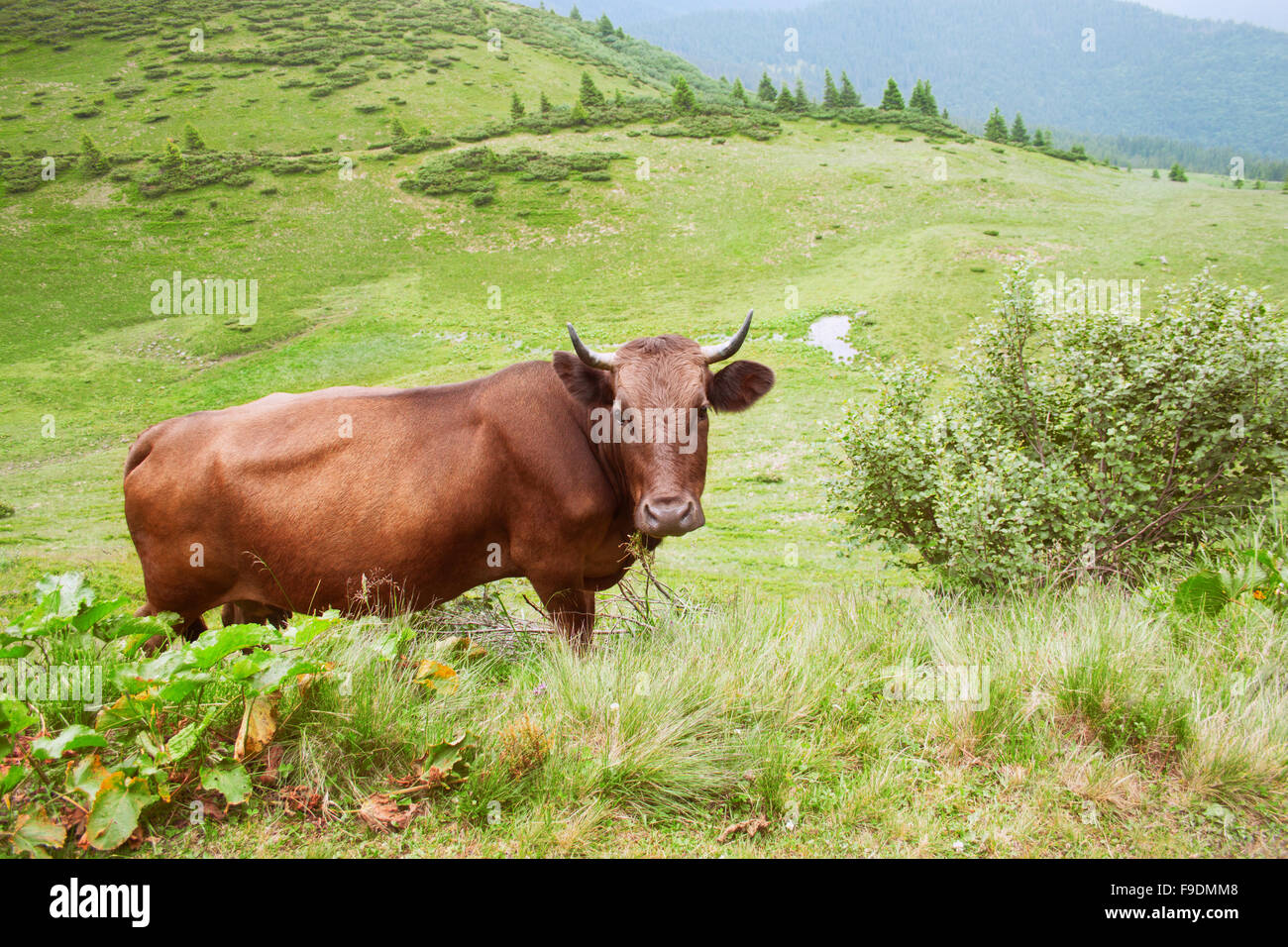 Une vache brune est le pâturage dans un pâturage dans les montagnes Banque D'Images
