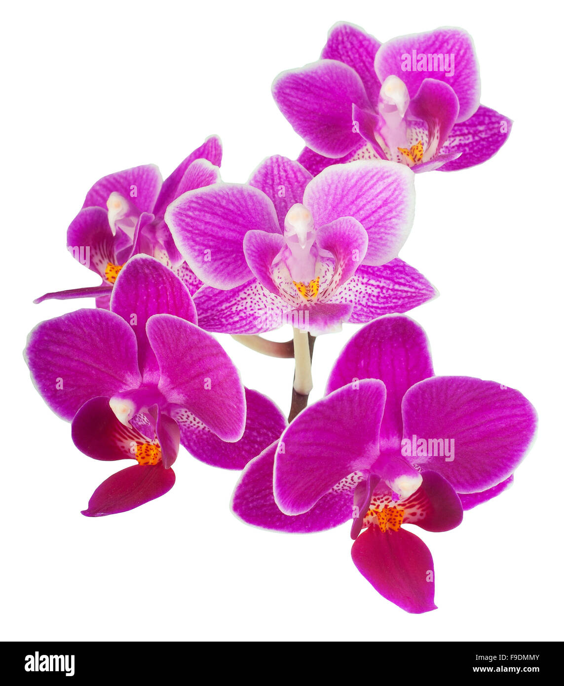 Branche d'orchidée rose isolé sur fond blanc Banque D'Images