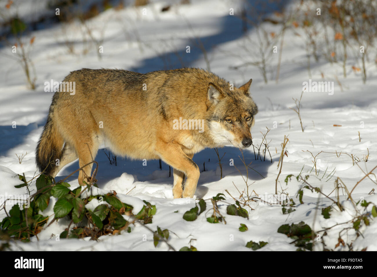 Eurasienne adultes wolf (Canis lupus lupus) marcher en forêt dans la neige, looking at camera, Bayerische Wald, Allemagne Banque D'Images
