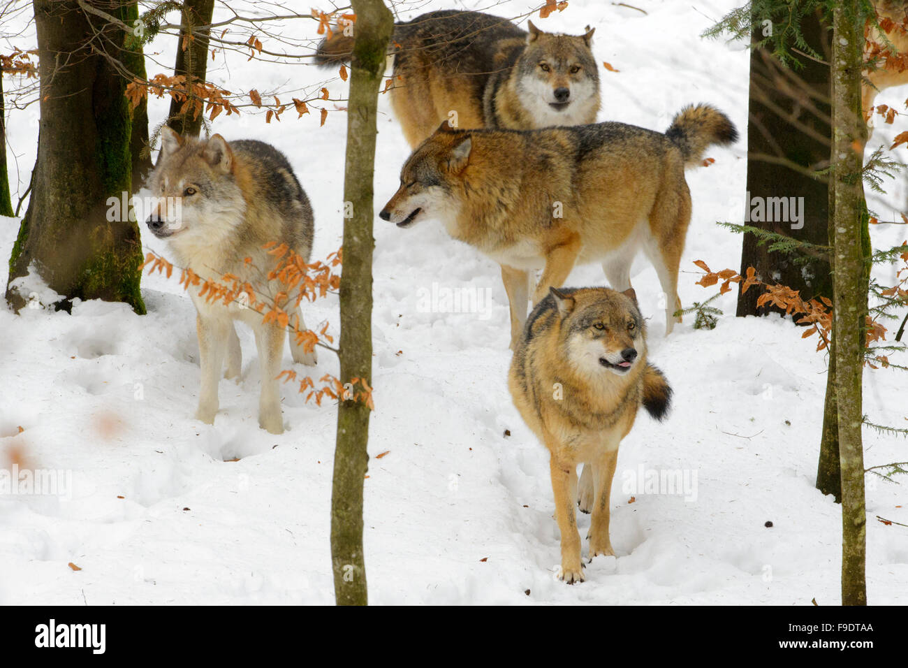 European wolf (Canis lupus lupus) pack, jouant et de communication dans la forêt avec de la neige, forêt de Bavière, Allemagne Banque D'Images