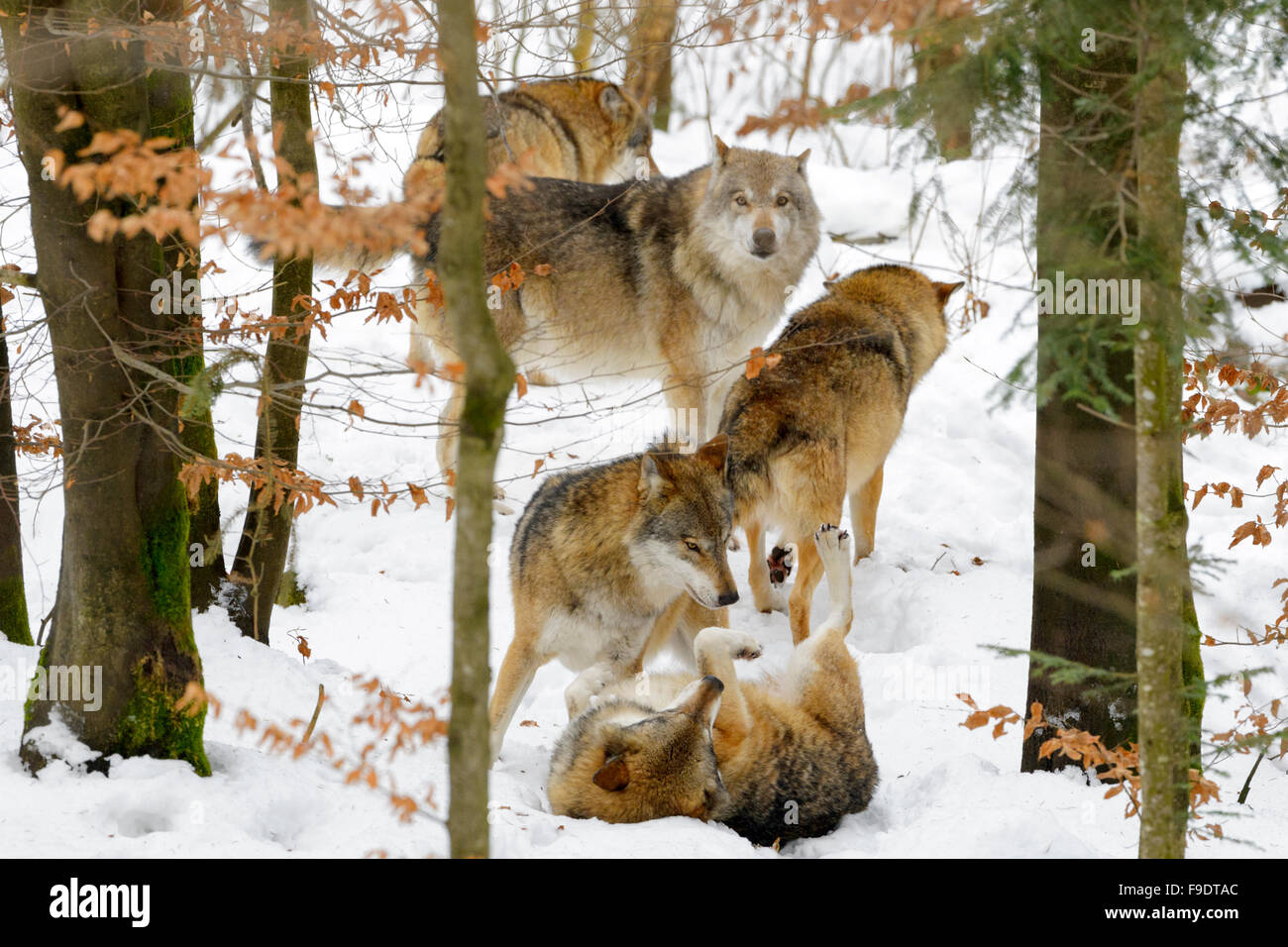 European wolf (Canis lupus lupus) pack, jouant et de communication dans la forêt avec de la neige, forêt de Bavière, Allemagne Banque D'Images
