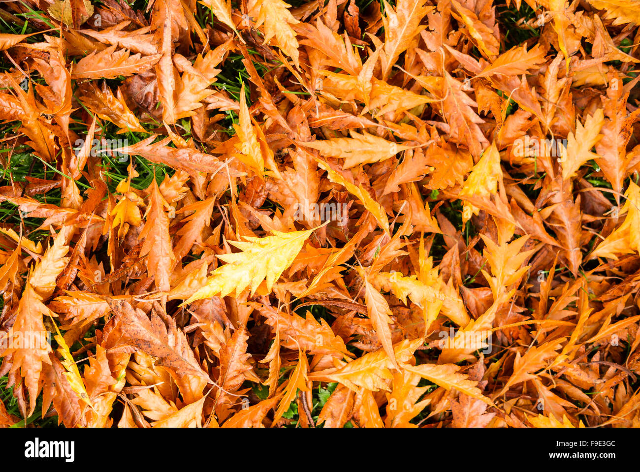 Tapis de feuilles de hêtre tombé dans un jardin d'automne Banque D'Images