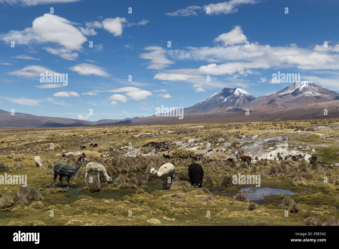 Photographie d'un groupe de lamas et alpagas dans le parc national de Sajama (Bolivie). Banque D'Images